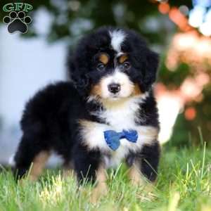 Rusty, Mini Bernedoodle Puppy